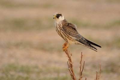 Red-footed Falcon - בז ערב - Falco vespertinus