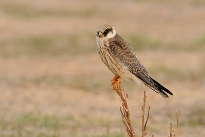 Red-footed Falcon - בז ערב - Falco vespertinus