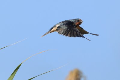 Barn Swallow - סנונית הרפתות