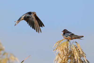 Barn Swallow - סנונית הרפתות