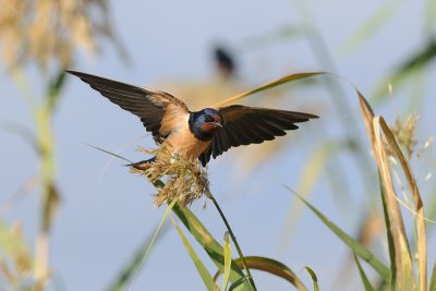 Swallow