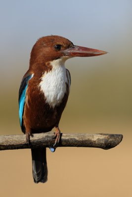 White-throated Kingfisher - שלדג לבן-חזה