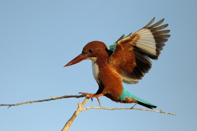 White-throated Kingfisher - שלדג לבן-חזה