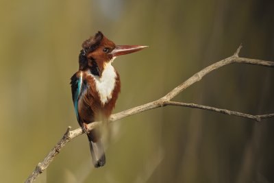 White-throated Kingfisher - שלדג לבן-חזה