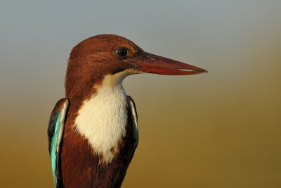 White-throated Kingfisher - שלדג לבן-חזה