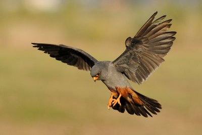 Red-footed Falcon - בז ערב - Falco vespertinus