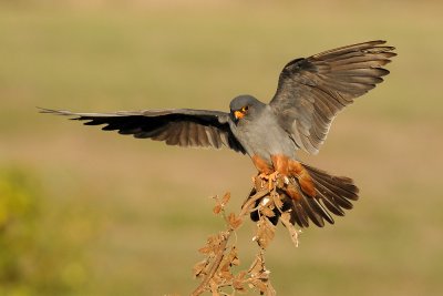 Red-footed Falcon - בז ערב - Falco vespertinus