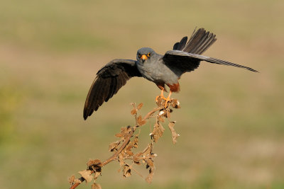 Red-footed Falcon - בז ערב - Falco vespertinus