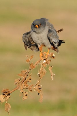 Red-footed Falcon - בז ערב - Falco vespertinus