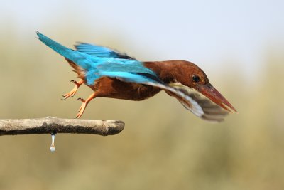 White-throated Kingfisher - שלדג לבן-חזה