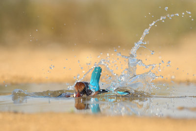 White-throated Kingfisher - שלדג לבן-חזה