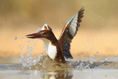 White-throated Kingfisher - שלדג לבן-חזה