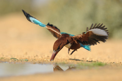 White-throated Kingfisher - שלדג לבן-חזה