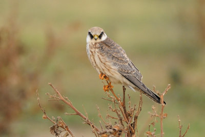 Red-footed Falcon