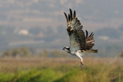 Osprey - שלך - Pandion haliaetus