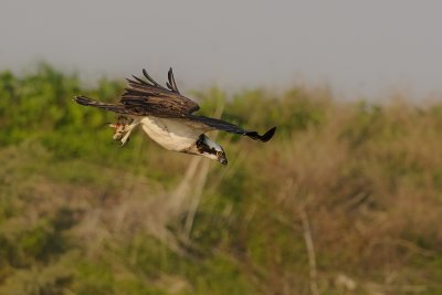 Osprey - שלך - Pandion haliaetus