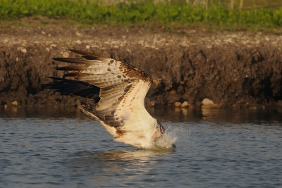 Osprey - שלך - Pandion haliaetus