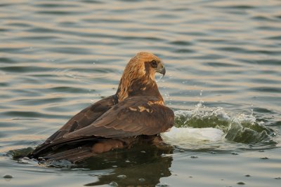 Marsh Harrier - זרון סוף - Circus aeruginosus