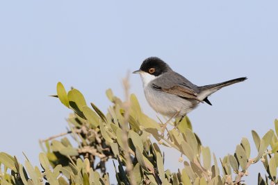 Sardinian Warbler - סבכי שחור-ראש