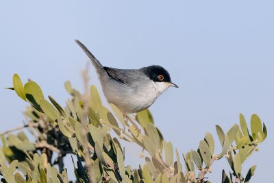 Sardinian Warbler - סבכי שחור-ראש