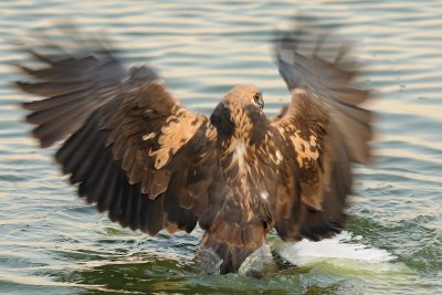 Marsh Harrier - זרון סוף - Circus aeruginosus