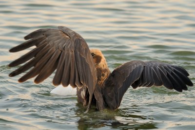 Marsh Harrier - זרון סוף - Circus aeruginosus