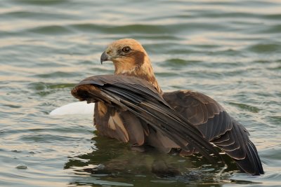 Marsh Harrier - זרון סוף - Circus aeruginosus