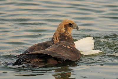 Marsh Harrier - זרון סוף - Circus aeruginosus