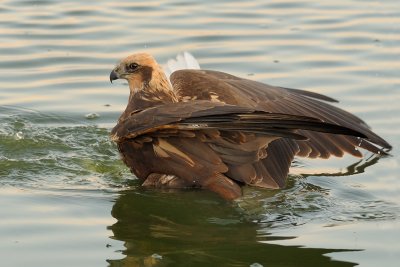 Marsh Harrier - זרון סוף - Circus aeruginosus