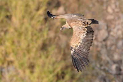 Griffon Vulture - נשר מקראי - Gyps fulvus