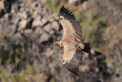 Griffon Vulture - נשר מקראי - Gyps fulvus