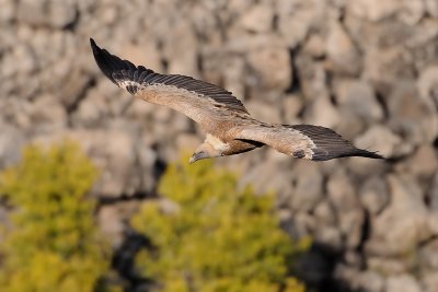 Griffon Vulture - נשר מקראי - Gyps fulvus