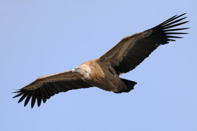 Griffon Vulture - נשר מקראי - Gyps fulvus