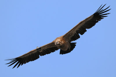 Griffon Vulture - נשר מקראי - Gyps fulvus