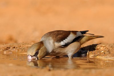 Hawfinch - פצחן - Coccothraustes coccothraustes