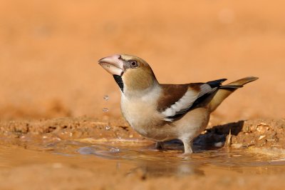 Hawfinch - פצחן - Coccothraustes coccothraustes