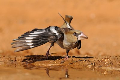 Hawfinch - פצחן - Coccothraustes coccothraustes