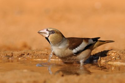 Hawfinch - פצחן - Coccothraustes coccothraustes