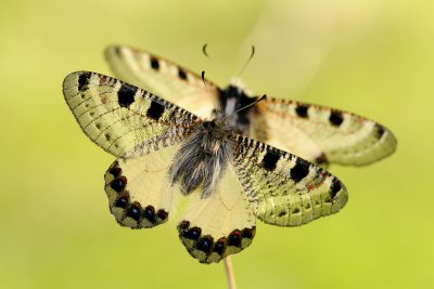 False Apollo - צבעוני שקוף - Archon apollinus