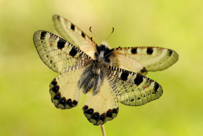 False Apollo - צבעוני שקוף - Archon apollinus