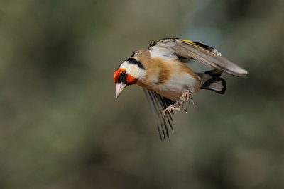 Goldfinch - חוחית - Carduelis carduelis