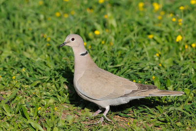 Collared Dove - תור צווארון - Streptopelia decaocto