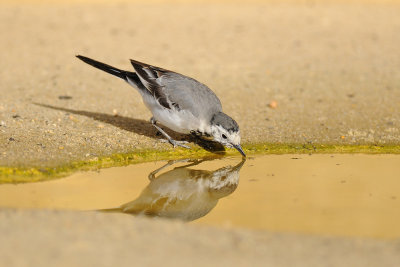 Wagtails