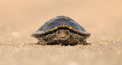 Caspian turtle - צב ביצה מצוי - Mauremys caspica