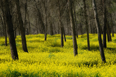 Wild mustard Forest - יער חרדל