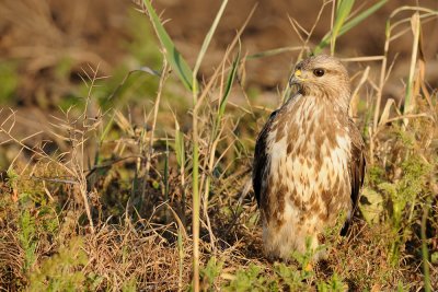 Common Buzzard - עקב חורף - Buteo buteo