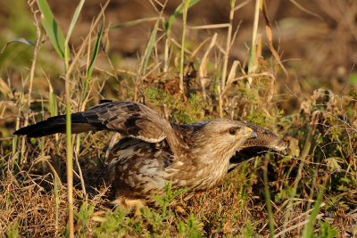 Common Buzzard - עקב חורף - Buteo buteo