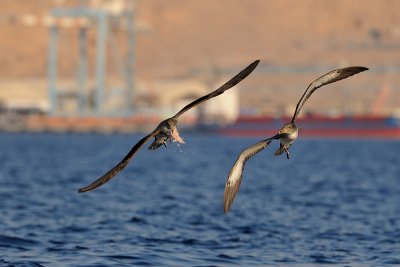 Cory's Shearwater - יסעור גדול - Calonectris diomedea