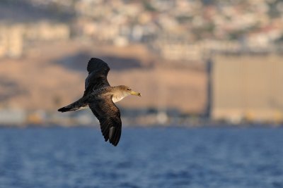 Cory's Shearwater - יסעור גדול - Calonectris diomedea