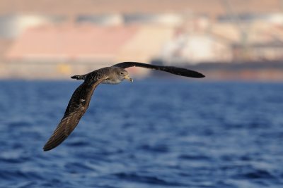 Shearwaters
